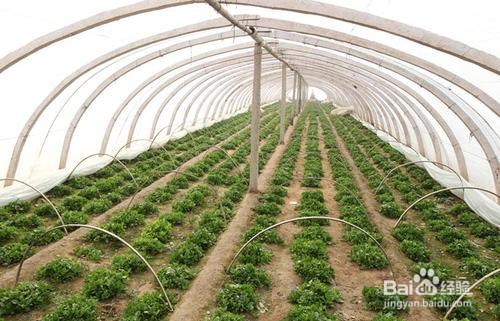 冬季蔬菜出现冻害怎么办