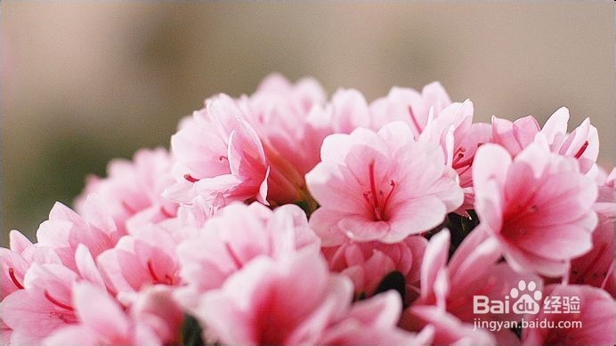 PS软件三步制作艺术像素风格图片特效