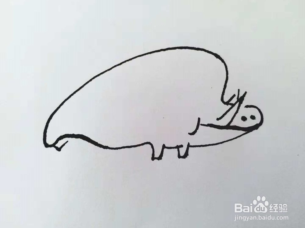 野猪的简笔画法（三）