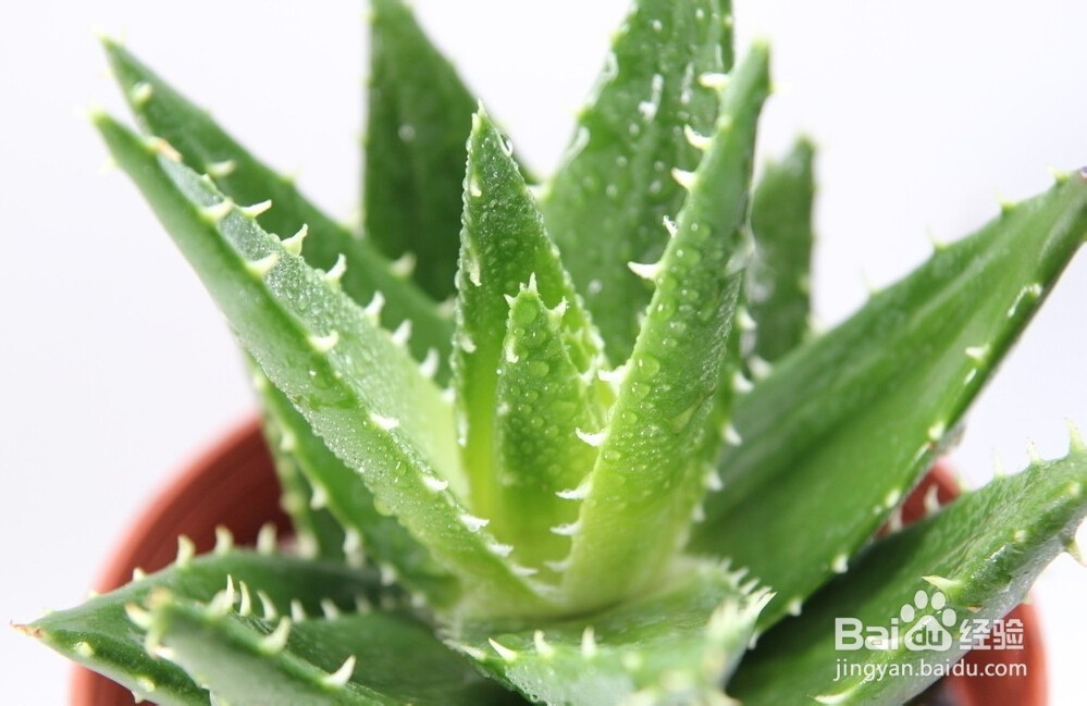 什么植物能净化装修污染