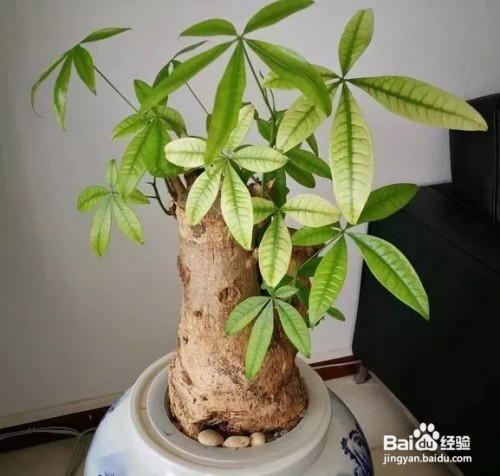 发财树树干萎缩怎么办