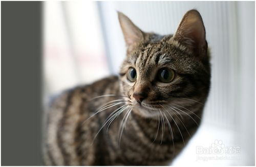 狸花猫和虎斑猫的区别 百度经验