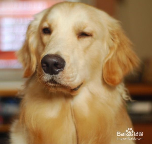 如何让金毛犬养成良好的习惯