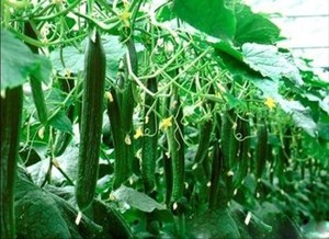 黄瓜的营养价值和功效与作用