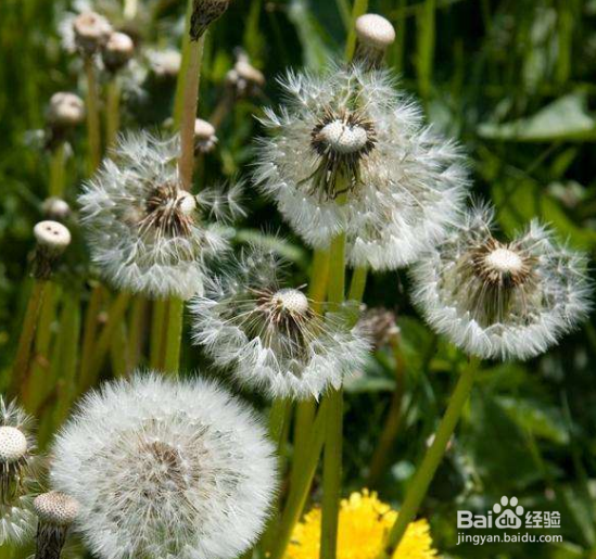 千万别再挖蒲公英了！你想不到的在这里！