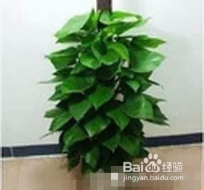 爱好养花,怎么样把花给养护好呢?太全了!赞!