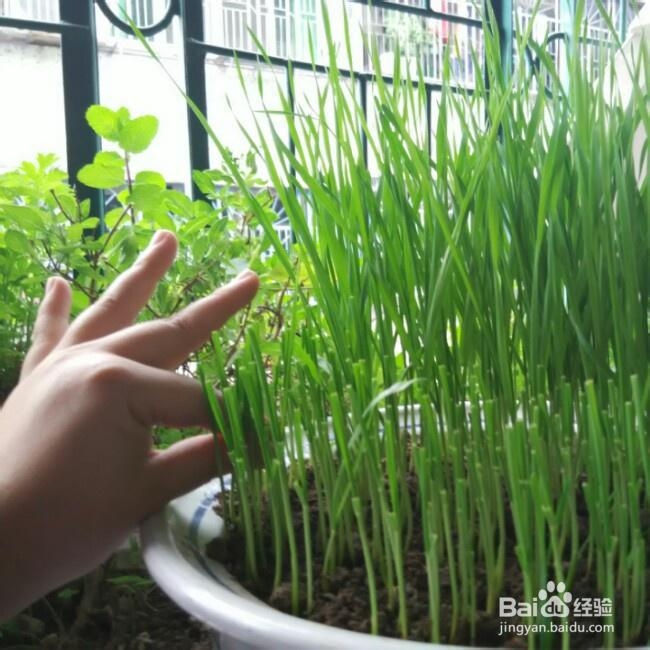 营养美味的小麦草汁