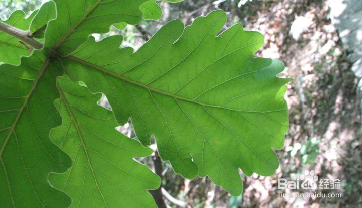 珍贵的回忆：[1]家乡的野生菠萝干粽叶粽子
