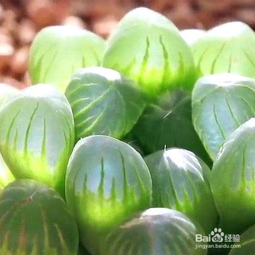 多肉秋天的养殖方法和注意事项