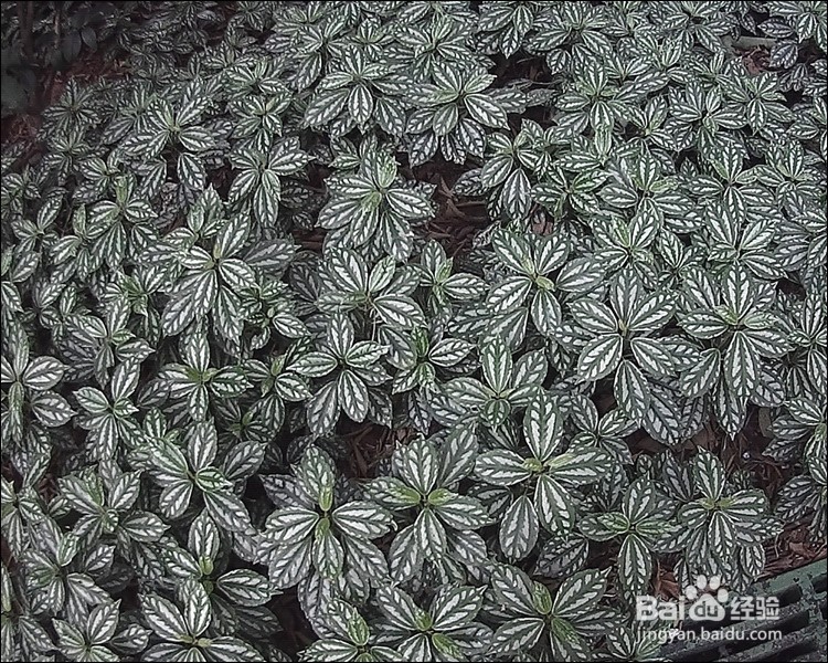 DOD ZS35W行车记录仪开箱晒物