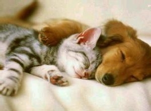 半月大的小猫小狗收养回家如何提高成活率?