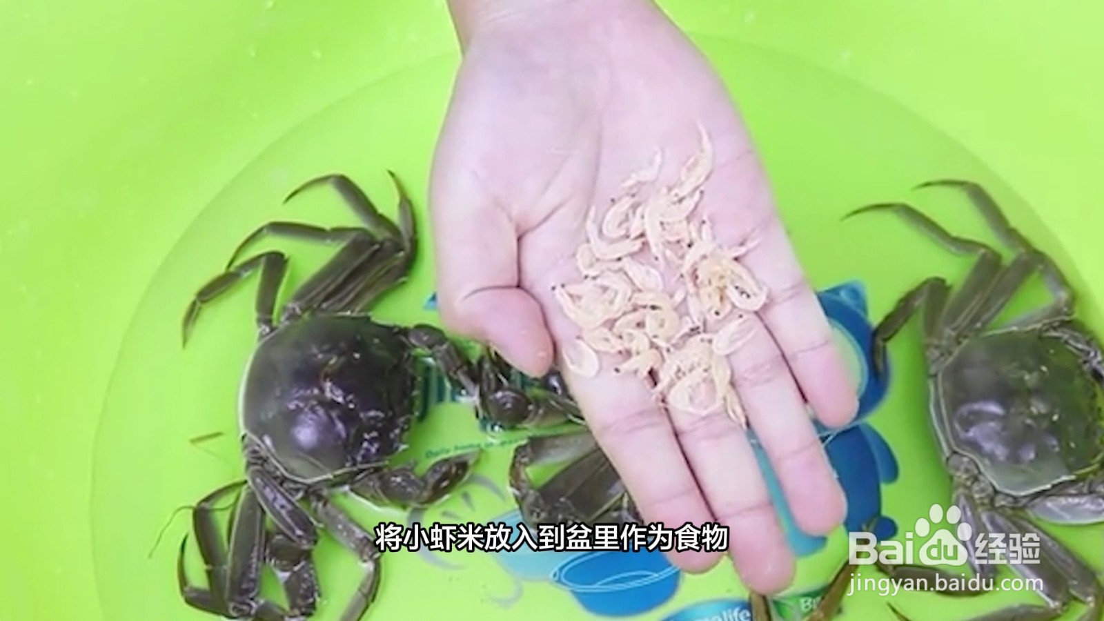 大闸蟹活的如何保存