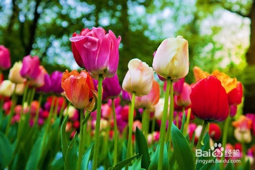 郁金香的养殖方法和注意事项都有什么?