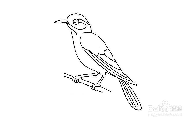 画眉鸟简笔画