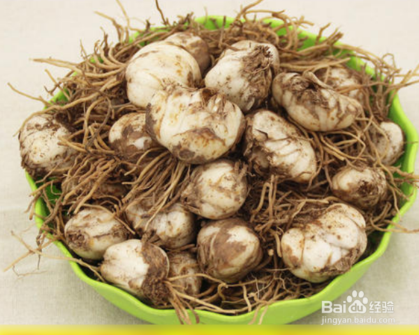 百合种子怎么种植