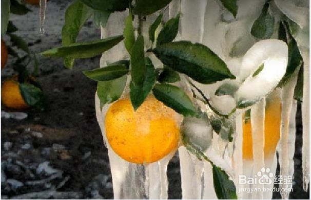 冬天吃橙子的健康益处