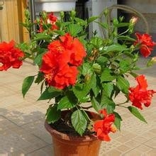 扶桑花的养殖方法hff