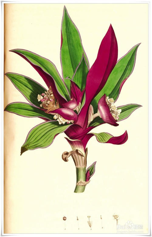 紫背万年青怎么修剪