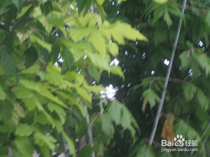 为什么植物剪枝枝干向上长枝叶茂盛