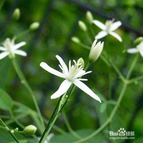 怎么把威灵仙养好?