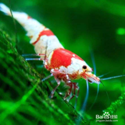 观赏虾怎么繁殖