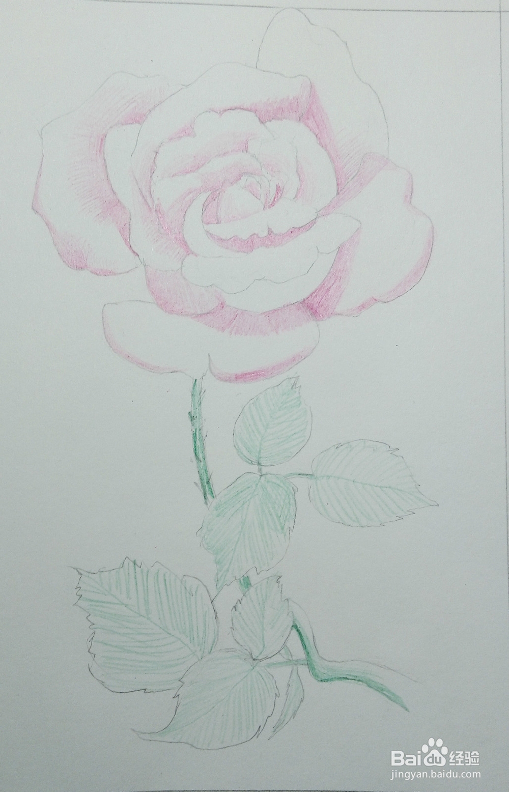 只能为你画一张小小的卡片——《一枝玫瑰》