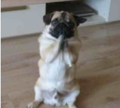 如何训练狗狗作揖