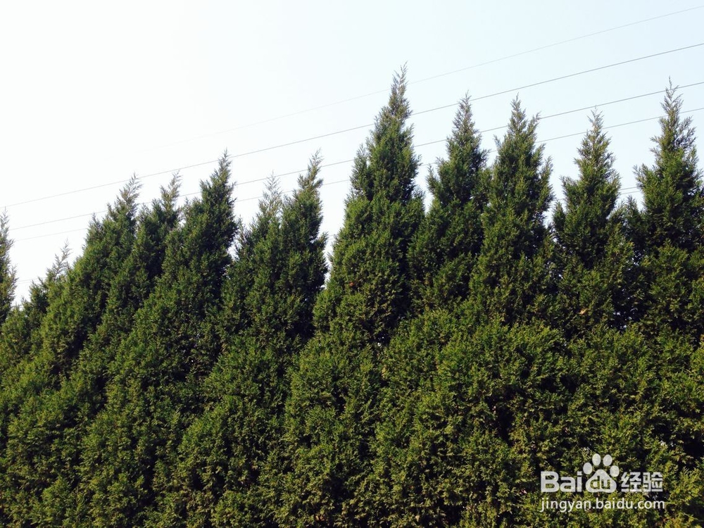 怎样给外面的流浪猫喂食?