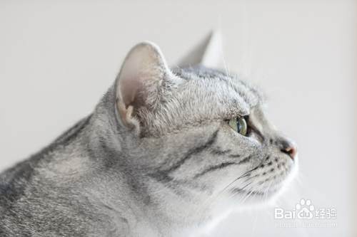 猫咪化毛膏的作用和功效