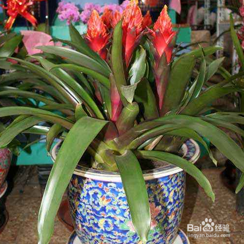 火炬花如何养殖？