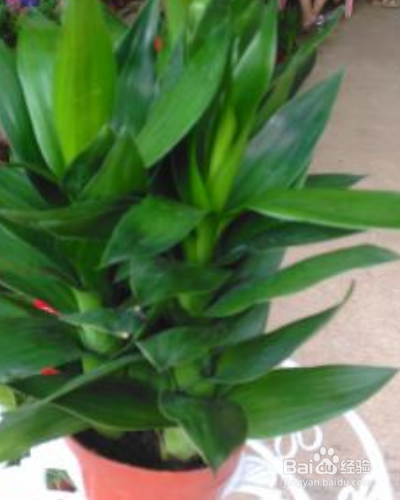 室内的绿化莲花竹怎么养护？