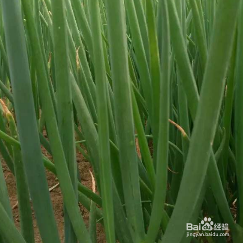 种葱的方法和技术