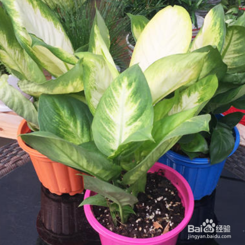 万年青怎么养才茂盛