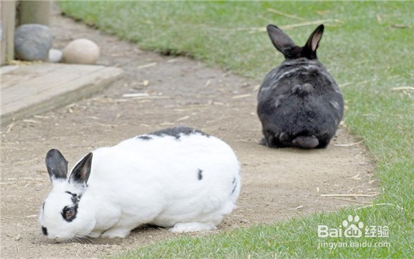 家兔繁殖中如何提高繁殖率