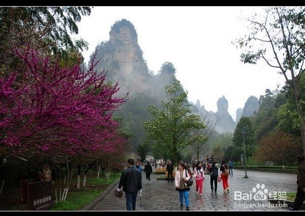 九江到张家界自驾游