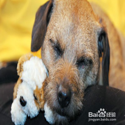 挑选狗狗玩具的注意事项