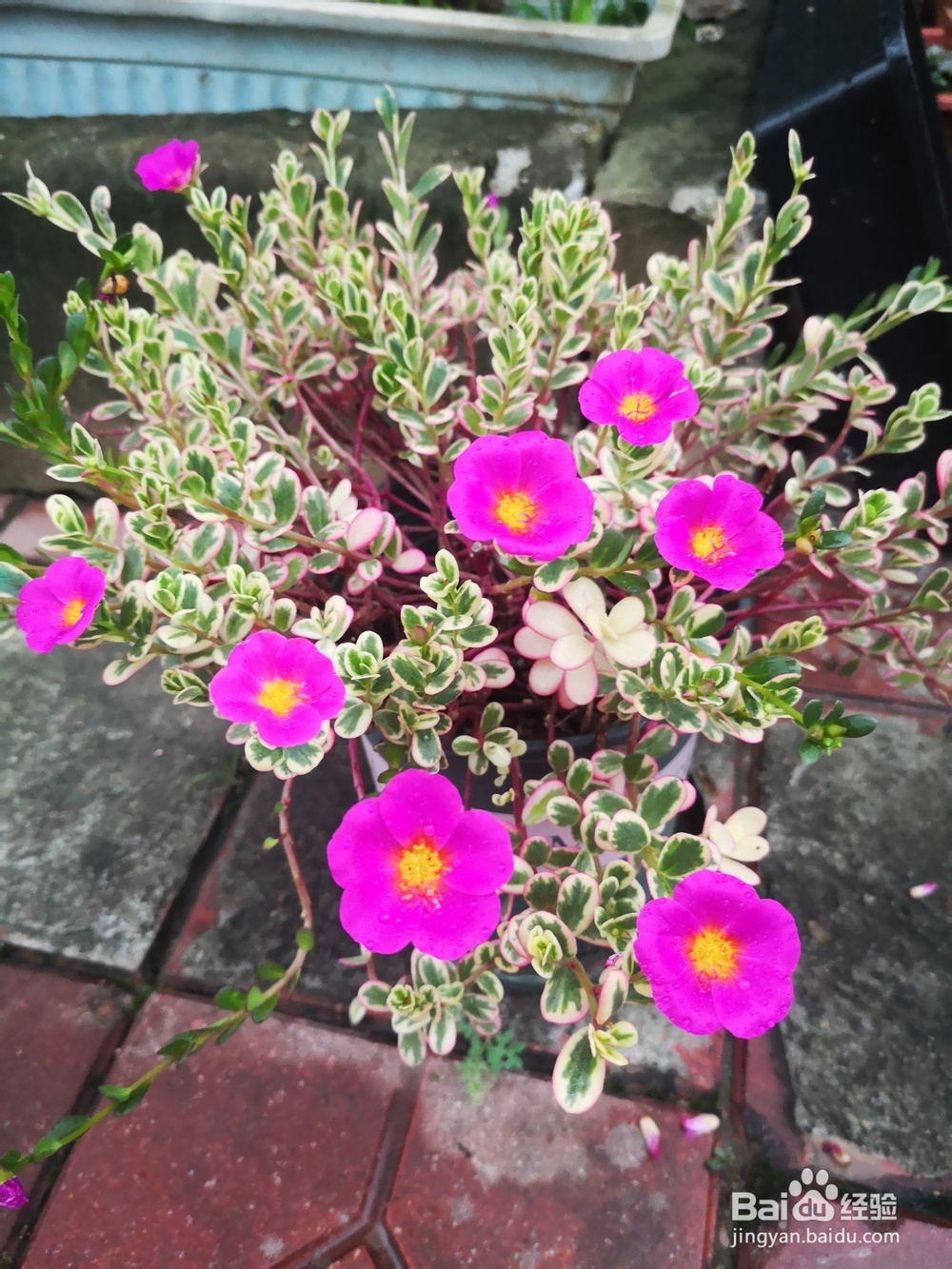 如何帮肉肉度夏？