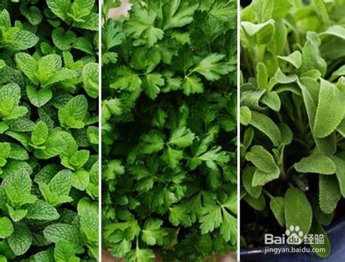 母乳喂养婴儿时你应该吃什么,不应该吃什么?