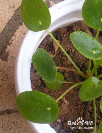 怎么养殖草本植物镜面草？