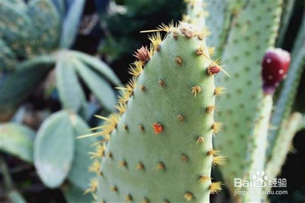 仙人掌怎么养？