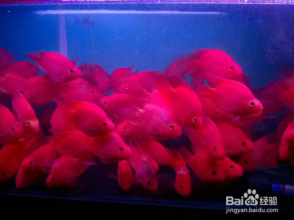 分享下热带鱼血鹦鹉常见病--水酸