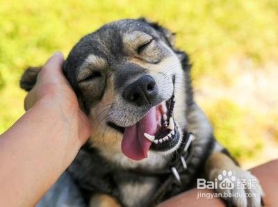怎么训练狗狗水中衔取