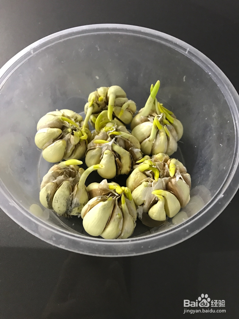 详细教你做水培蒜苗