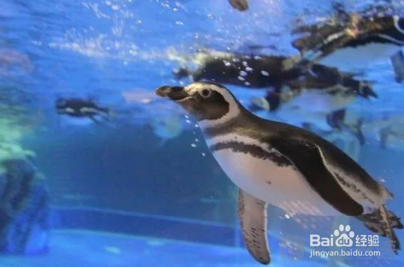 大连圣亚海洋管攻略（三）