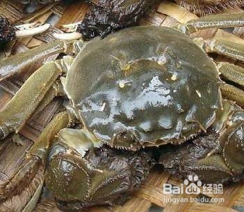 六月黄大闸蟹怎么吃？和大闸蟹有什么区别？