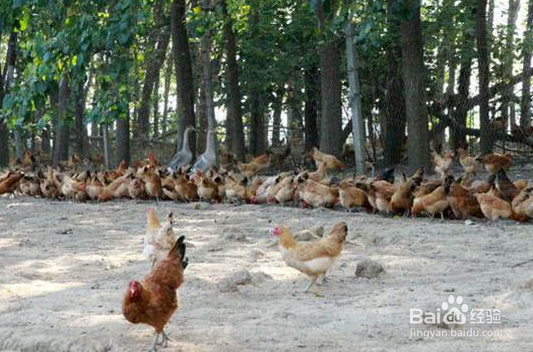 鸡冠长疙瘩怎么回事？