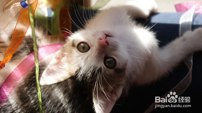 如何解读猫咪的这6个行为?