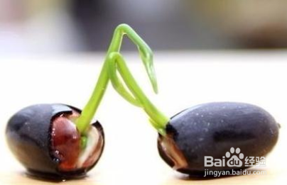 碗莲发芽后怎么种