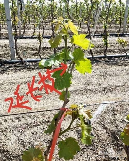 萄葡树的主干,主蔓定行后怎样留结果枝和预备枝