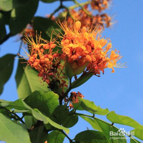 无忧花养殖时需要注意什么？